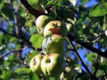 Борьба с вредителями плодовых деревьев