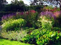 Цветники из многолетников, схемы посадок