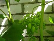 Горошение винограда — причина мелкой ягоды