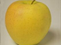 Характеристика сорта деревьев яблони «Голден Делишес» (Golden Delicious) по восприимчивости к регуляторам роста