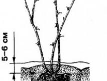 Как посадить крыжовник, техника посадки саженцев