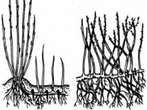 Каким способом можно размножать смородину и крыжовник