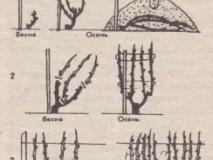Обрезка винограда для начинающих садоводов