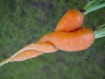 Основные болезни моркови фото