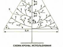 Особенности обрезки и формирования яблони и груши