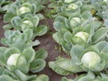 Подробное выращивание капусты из рассады