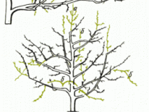 Правильная обрезка и перепрививка яблони