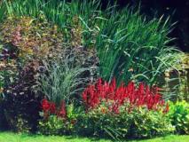 Растительное оформление пруда