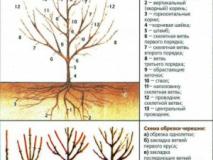 Техника обрезки черешни