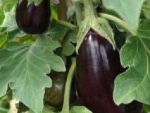 Технология выращивания баклажанов из рассады и семян