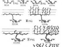 Весенняя обрезка винограда