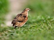 Заводим перепелов