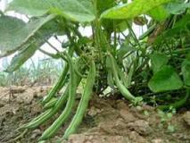 Правила выращивания фасоли