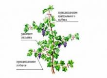 Как нужно ухаживать за виноградом