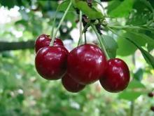 Описание популярных сортов черешни