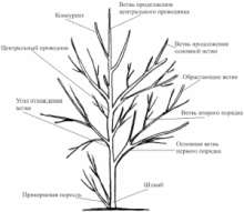 Основные понятия без которых обрезка деревьев невозможна