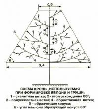 Особенности обрезки и формирования яблони и груши