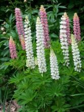 Особенности выращивания сидератов на даче