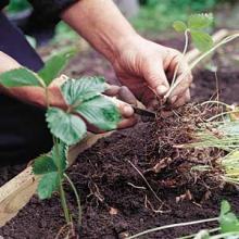 Подкормка и уход за земляникой