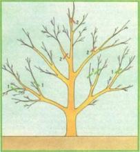 Прореживание деревьев