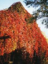 Строительные успехи девичьего винограда