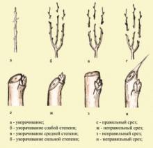 Вид обрезки деревьев — укорачивание