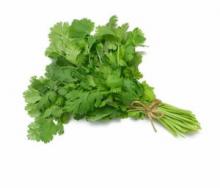 Выращивание кориандра (кинзы)