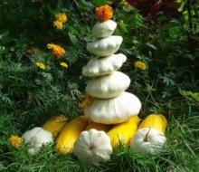 Выращивание патиссонов в контейнерах