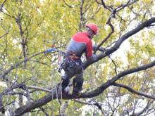 Особенности удаления высоких деревьев